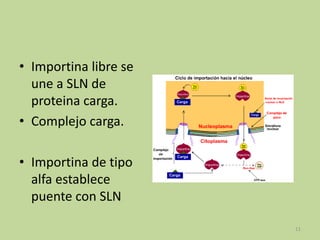 • Importina libre se
une a SLN de
proteina carga.
• Complejo carga.
• Importina de tipo
alfa establece
puente con SLN
11

 