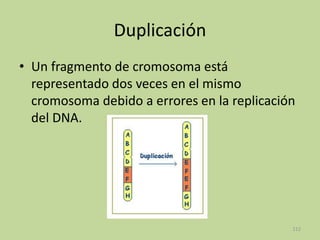 Duplicación
• Un fragmento de cromosoma está
representado dos veces en el mismo
cromosoma debido a errores en la replicación
del DNA.

112

 