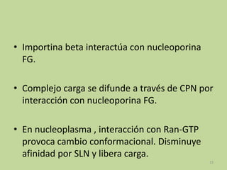 • Importina beta interactúa con nucleoporina
FG.
• Complejo carga se difunde a través de CPN por
interacción con nucleoporina FG.

• En nucleoplasma , interacción con Ran-GTP
provoca cambio conformacional. Disminuye
afinidad por SLN y libera carga.
13

 