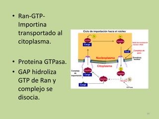 • Ran-GTPImportina
transportado al
citoplasma.
• Proteina GTPasa.
• GAP hidroliza
GTP de Ran y
complejo se
disocia.
14

 