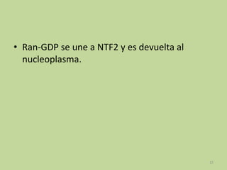 • Ran-GDP se une a NTF2 y es devuelta al
nucleoplasma.

15

 