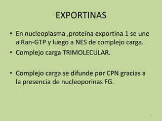 EXPORTINAS
• En nucleoplasma ,proteína exportina 1 se une
a Ran-GTP y luego a NES de complejo carga.
• Complejo carga TRIMOLECULAR.
• Complejo carga se difunde por CPN gracias a
la presencia de nucleoporinas FG.

17

 