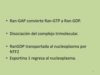 • Ran-GAP convierte Ran-GTP a Ran-GDP.
• Disociación del complejo trimolecular.
• RanGDP transportada al nucleoplasma por
NTF2
• Exportina 1 regresa al nucleoplasma.
19

 