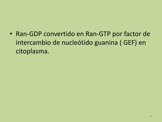 • Ran-GDP convertido en Ran-GTP por factor de
intercambio de nucleótido guanina ( GEF) en
citoplasma.

20

 