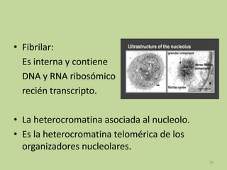 • Fibrilar:
Es interna y contiene
DNA y RNA ribosómico
recién transcripto.
• La heterocromatina asociada al nucleolo.
• Es la heterocromatina telomérica de los
organizadores nucleolares.
24

 