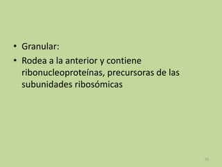 • Granular:
• Rodea a la anterior y contiene
ribonucleoproteínas, precursoras de las
subunidades ribosómicas

25

 