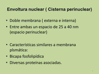 Envoltura nuclear ( Cisterna perinuclear)
• Doble membrana ( externa e interna)
• Entre ambas un espacio de 25 a 40 nm
(espacio perinuclear)
• Características similares a membrana
plsmática:
• Bicapa fosfolipídica
• Diversas proteínas asociadas.
3

 