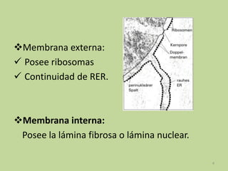 Membrana externa:
 Posee ribosomas
 Continuidad de RER.

Membrana interna:
Posee la lámina fibrosa o lámina nuclear.
4

 