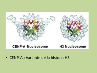 • CENP-A : Variante de la histona H3
43

 