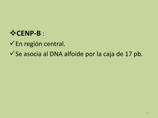 CENP-B :
En región central.
Se asocia al DNA alfoide por la caja de 17 pb.

45

 