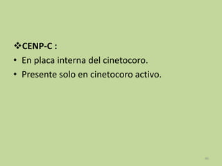 CENP-C :
• En placa interna del cinetocoro.
• Presente solo en cinetocoro activo.

46

 