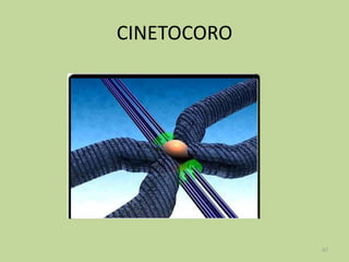 CINETOCORO

47

 