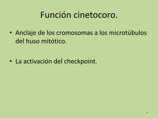 Función cinetocoro.
• Anclaje de los cromosomas a los microtúbulos
del huso mitótico.
• La activación del checkpoint.

49

 