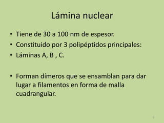 Lámina nuclear
• Tiene de 30 a 100 nm de espesor.
• Constituido por 3 polipéptidos principales:
• Láminas A, B , C.
• Forman dímeros que se ensamblan para dar
lugar a filamentos en forma de malla
cuadrangular.

5

 