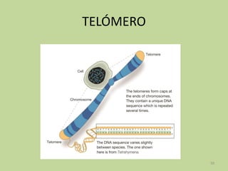 TELÓMERO

50

 