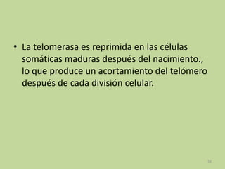 • La telomerasa es reprimida en las células
somáticas maduras después del nacimiento.,
lo que produce un acortamiento del telómero
después de cada división celular.

58

 