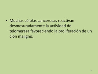 • Muchas células cancerosas reactivan
desmesuradamente la actividad de
telomerasa favoreciendo la proliferación de un
clon maligno.

59

 