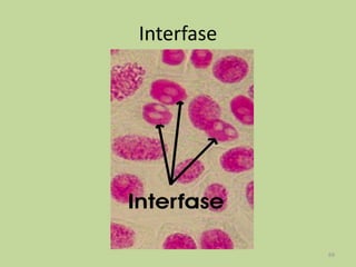 Interfase

69

 