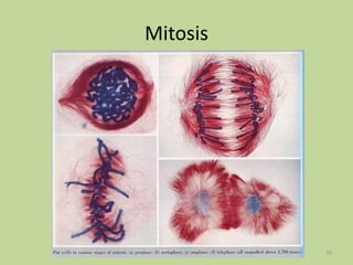 Mitosis

70

 