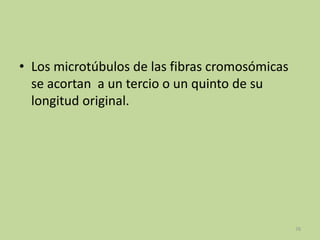 • Los microtúbulos de las fibras cromosómicas
se acortan a un tercio o un quinto de su
longitud original.

76

 