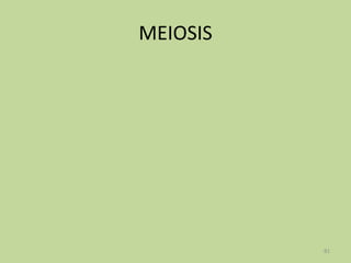 MEIOSIS

81

 