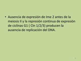 • Ausencia de expresión de Ime 2 antes de la
meiosis II y la represión continua de expresión
de ciclinas G1 ( Cln 1/2/3) producen la
ausencia de replicación del DNA.

85

 