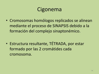 Cigonema
• Cromosomas homólogos replicados se alinean
mediante el proceso de SINAPSIS debido a la
formación del complejo sinaptonémico.
• Estructura resultante, TÉTRADA, por estar
formado por las 2 cromátides cada
cromosoma.

94

 