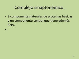 Complejo sinaptonémico.
• 2 componentes laterales de proteínas básicas
y un componente central que tiene además
RNA.
•

95

 
