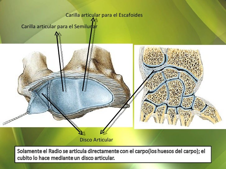 Carilla Articular Convexa Y Redondeada