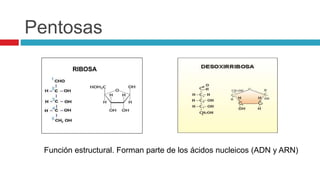 Pentosas
RIBOSA
Función estructural. Forman parte de los ácidos nucleicos (ADN y ARN)
 