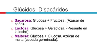 Glúcidos: Disacáridos
 Sacarosa: Glucosa + Fructosa. (Azúcar de
caña).
 Lactosa: Glucosa + Galactosa. (Presente en
la leche).
 Maltosa: Glucosa + Glucosa. Azúcar de
malta (cebada germinada).
 