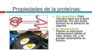 Propiedades de la proteínas:
 Son específicas: Cada
individuo tiene sus propias
proteínas. Por eso existe
rechazo en la donación de
órganos.
 Se desnaturalizan:
Pierden su estructura
tridimensional debido al
calor, ácidos, etc, y no
pueden desempeñar su
función.
 