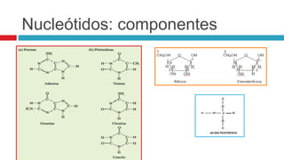 Nucleótidos: componentes
 