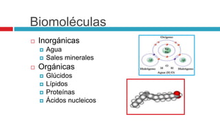 Biomoléculas
 Inorgánicas
 Agua
 Sales minerales
 Orgánicas
 Glúcidos
 Lípidos
 Proteínas
 Ácidos nucleicos
 