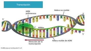 El ARN crece en la dirección 5′ a 3′.
Transcripción
 