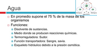 Agua
 En promedio supone el 75 % de la masa de los
organismos
 Funciones:
 Disolvente de sustancias.
 Medio donde se producen reacciones químicas.
 Termorreguladora: Sudor.
 Función transportadora: Sangre, savia.
 Esqueleto hidráulico debido a la presión osmótica.
 