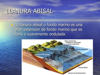LLANURA ABISAL La llanura abisal o fondo marino es una gran extensión de fondo marino que es llana o suavemente ondulada.