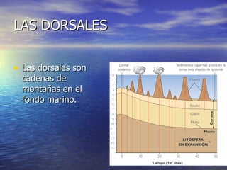 LAS DORSALES Las dorsales son cadenas de montañas en el fondo marino.