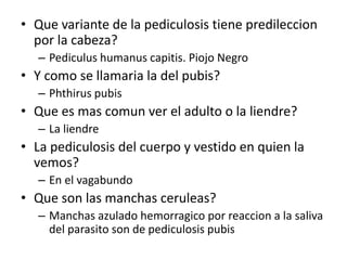 • Que variante de la pediculosis tiene predileccion
por la cabeza?
– Pediculus humanus capitis. Piojo Negro
• Y como se llamaria la del pubis?
– Phthirus pubis
• Que es mas comun ver el adulto o la liendre?
– La liendre
• La pediculosis del cuerpo y vestido en quien la
vemos?
– En el vagabundo
• Que son las manchas ceruleas?
– Manchas azulado hemorragico por reaccion a la saliva
del parasito son de pediculosis pubis
 