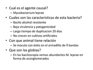 • Cual es el agente causal?
– Mycobacterium leprae
• Cuales son las caracteristicas de esta bacteria?
– Bacilo alcohol resistente
– Baja virulencia y patogenicidad
– Largo tiempo de duplicacion 20 dias
– No crecen en cultivos artificiales
• Con que animal tiene relación
– Se inocula con éxito en el armadillo de 9 bandas
• Que son las globias?
– En las baciloscopia vemos abundantes M. leprae en
forma de aconglomerados
 