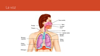 La voz
Nariz
Cuerdas vocales
 