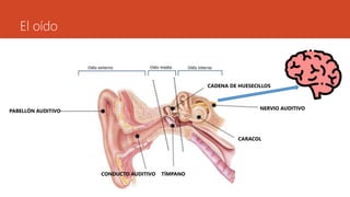 El oído
PABELLÓN AUDITIVO
CONDUCTO AUDITIVO TÍMPANO
CADENA DE HUESECILLOS
NERVIO AUDITIVO
CARACOL
 