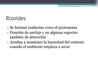 Rizoides
• Se forman conforme crece el protonema
• Función de anclaje y en algunas especies
también de absorción
• Ayudan a mantener la humedad del sustrato
cuando el ambiente empieza a secar
 