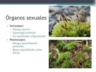 Órganos sexuales
• Acrocarpos:
▫ Musgos erectos
▫ Esporangio terminal
▫ No ramificados o ligeramente
• Pleurocarpos
▫ Musgos generalmente
postrados
▫ Rama especializada, corta
lateral
 