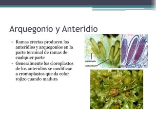 Arquegonio y Anteridio
• Ramas erectas producen los
anteridios y arquegonios en la
parte terminal de ramas de
cualquier parte
• Generalmente los cloroplastos
de los anteridios se modifican
a cromoplastos que da color
rojizo cuando madura
 