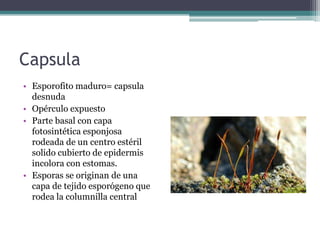 Capsula
• Esporofito maduro= capsula
desnuda
• Opérculo expuesto
• Parte basal con capa
fotosintética esponjosa
rodeada de un centro estéril
solido cubierto de epidermis
incolora con estomas.
• Esporas se originan de una
capa de tejido esporógeno que
rodea la columnilla central
 