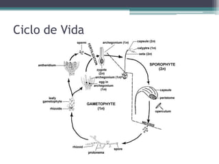 Ciclo de Vida
 