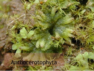 Anthocerotophyta
 