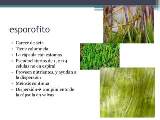 esporofito
• Carece de seta
• Tiene columnela
• La cápsula con estomas
• Pseudoelaterios de 1, 2 o 4
celulas no en espiral
• Proveen nutrientes, y ayudan a
la dispersión
• Meiosis continua
• Dispersión rompimiento de
la cápsula en valvas
 
