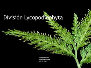 División Lycopodiophyta
 